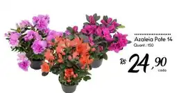 Giassi Supermercados Azaleia Pote 14 oferta