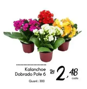 Kalanchoe Dobrado Pote 6