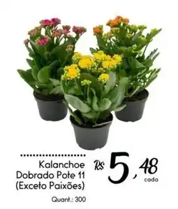 Giassi Supermercados Kalanchoe Dobrado Pote 11 oferta