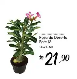 Giassi Supermercados rosa do deserto oferta