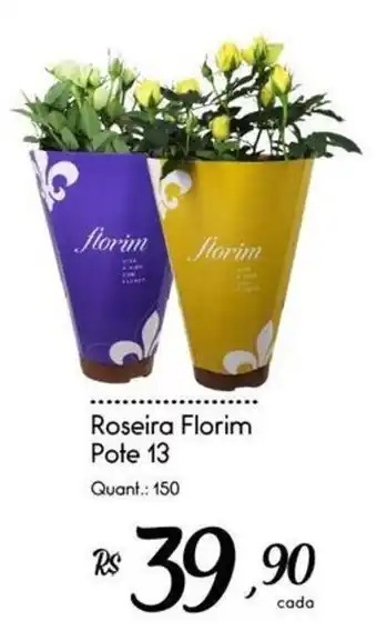 Roseira Florim