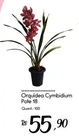 Giassi Supermercados Orquídea Cymbidium oferta
