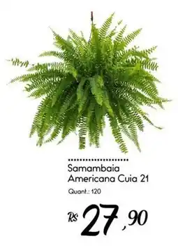 Giassi Supermercados Samambaia Americana Cuia 21 oferta