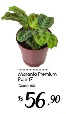 Giassi Supermercados Maranta Premium Pote 17 oferta