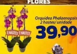 Confiança Supermercados Orquídea Phalaenopsis oferta