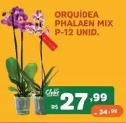 Supermercados Pague Menos Orquídea phalaen mix oferta