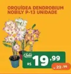 Supermercados Pague Menos Orquídea dendrobium nobily oferta