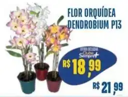 Sempre Vale Supermercados flor orquídea dendrobium p13 oferta