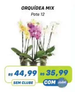 Prezunic Orquídea mix oferta
