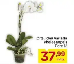 Carrefour Orquídea variada Phalaenopsis oferta