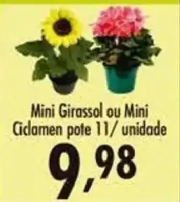 Confiança Supermercados Mini Girassol ou Mini Cidamen oferta