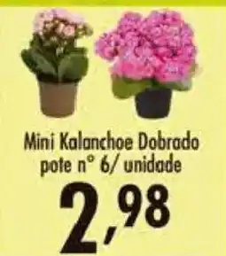 Confiança Supermercados Mini Kalanchoe Dobrado oferta