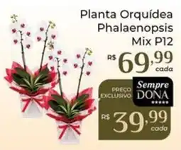 Dona de Casa Planta Orquídea Phalaenopsis Mix P12 oferta