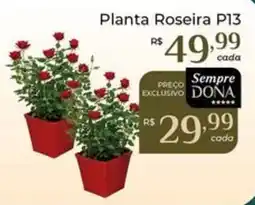 Dona de Casa Planta roseira p13 oferta