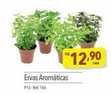 Ervas aromáticas