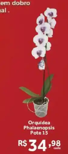 Hirota Food Supermercado Orquídea Phalaenopsis Pote 15 oferta