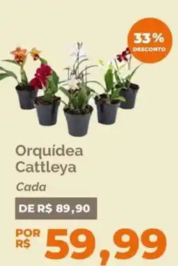 Oba Hortifruti Orquídea Cattleya oferta