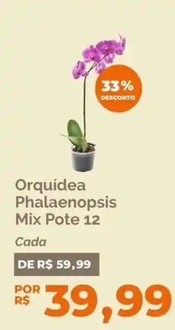 Oba Hortifruti Orquídea Phalaenopsis Mix Pote 12 oferta