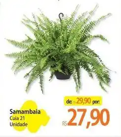 Atacadão 21 - samambaia cuia oferta