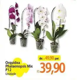 Mix - orquidea phalenopsis p12