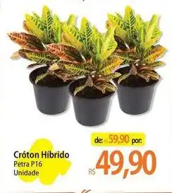 Petra - cróton hibrido