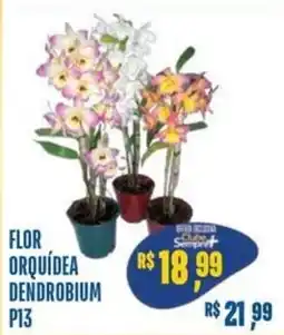 Sempre Vale Supermercados Flor orquídea dendrobium p13 oferta