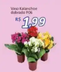 Supermercados Savegnago Vaso Kalanchoe dobrado P06 oferta