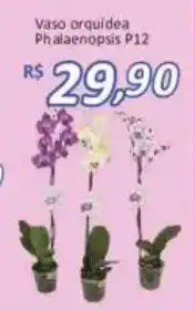 Supermercados Savegnago Vaso orquídea phalaenopsis p12 oferta