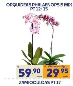 Supermercados Avenida Orquídeas phalaenopsis mix oferta