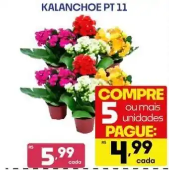 Kalanche pt 11