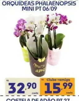 Supermercados Avenida Orquídeas phalaenopsis mini pt 06/09 oferta