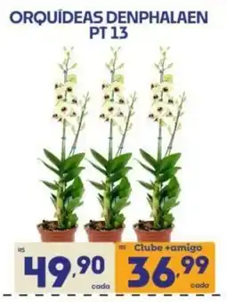 Supermercados Avenida Orquídeas denphalaen pt 13 oferta