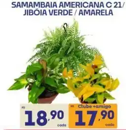 Supermercados Avenida Samambaia americana c 21/ jibóia verde / amarela oferta