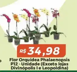 Mart Minas flor orquidea phalaenopsis p12 oferta