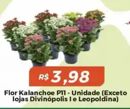 Mart Minas Flor Kalanchoe P11 oferta