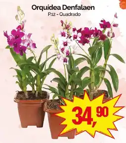 Supermercados Rena Orquídea Denfalaen oferta