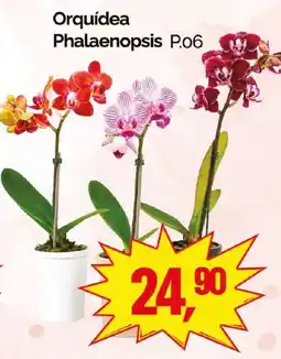 Supermercados Rena Orquídea Phalaenopsis P.06 oferta