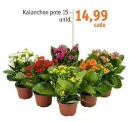 Sonda Kalanchoe pote 15 - unid. oferta