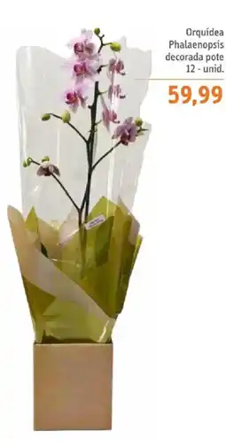 Sonda Orquídea Phalaenopsis decorada pote oferta