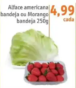 Sonda Alface americana bandeja ou Morango bandeja oferta