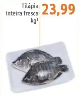 Sonda Tilápia inteira fresca oferta