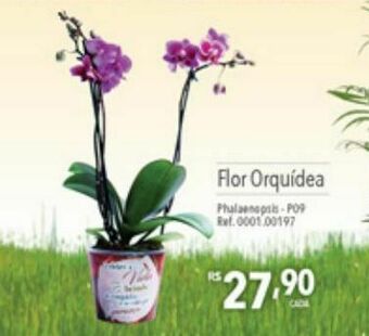 Supermercados Condor Flor orquidea oferta