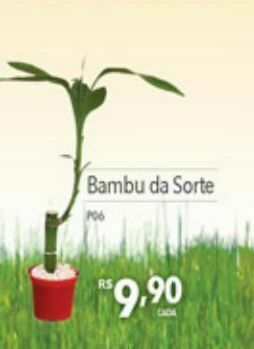 Bambu da sorte