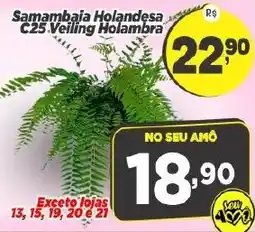Amarelinha supermercados Samambaija Holandesa C25 Veiling Holambra oferta