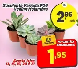 Amarelinha supermercados Suculenta Variada P06 Veiling Holambra oferta