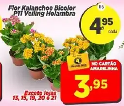 Amarelinha supermercados Flor Kalanchoe Bicolor Pti Veiling Holambra oferta