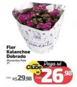 Supermercado Jacomar Flor Kalanchoe Dobrado oferta