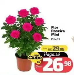 Supermercado Jacomar Flor roseira mini oferta