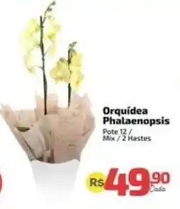 Supermercado Jacomar Orquídea Phalaenopsis oferta