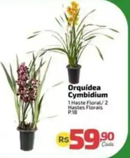 Supermercado Jacomar Orquídea Cymbidium oferta